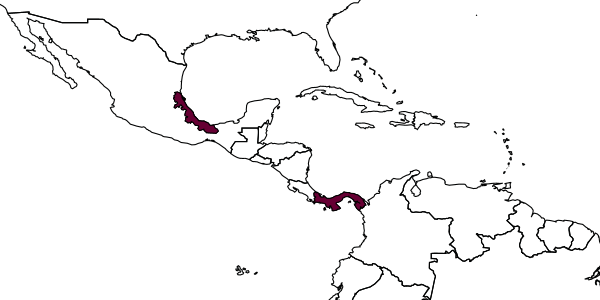 map of Apenesia laevigata     (Evans, 1957)